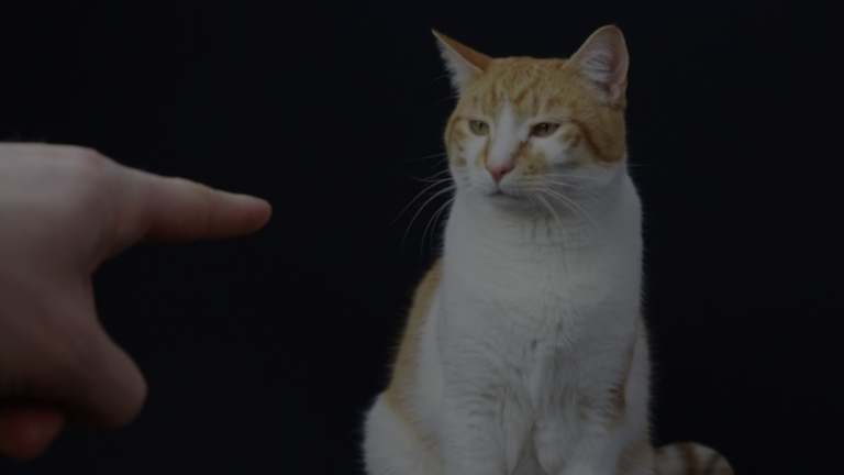 How to Argue with a Cat?