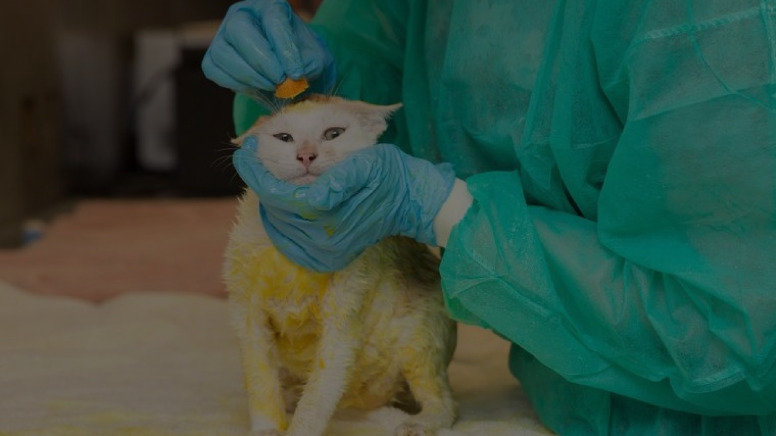 How to Bathe a Cat with Ringworm Featured Images