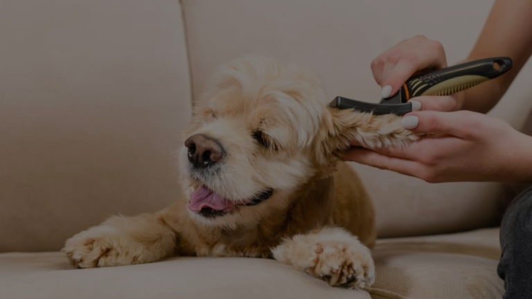 How to Groom a Dog That Bites?