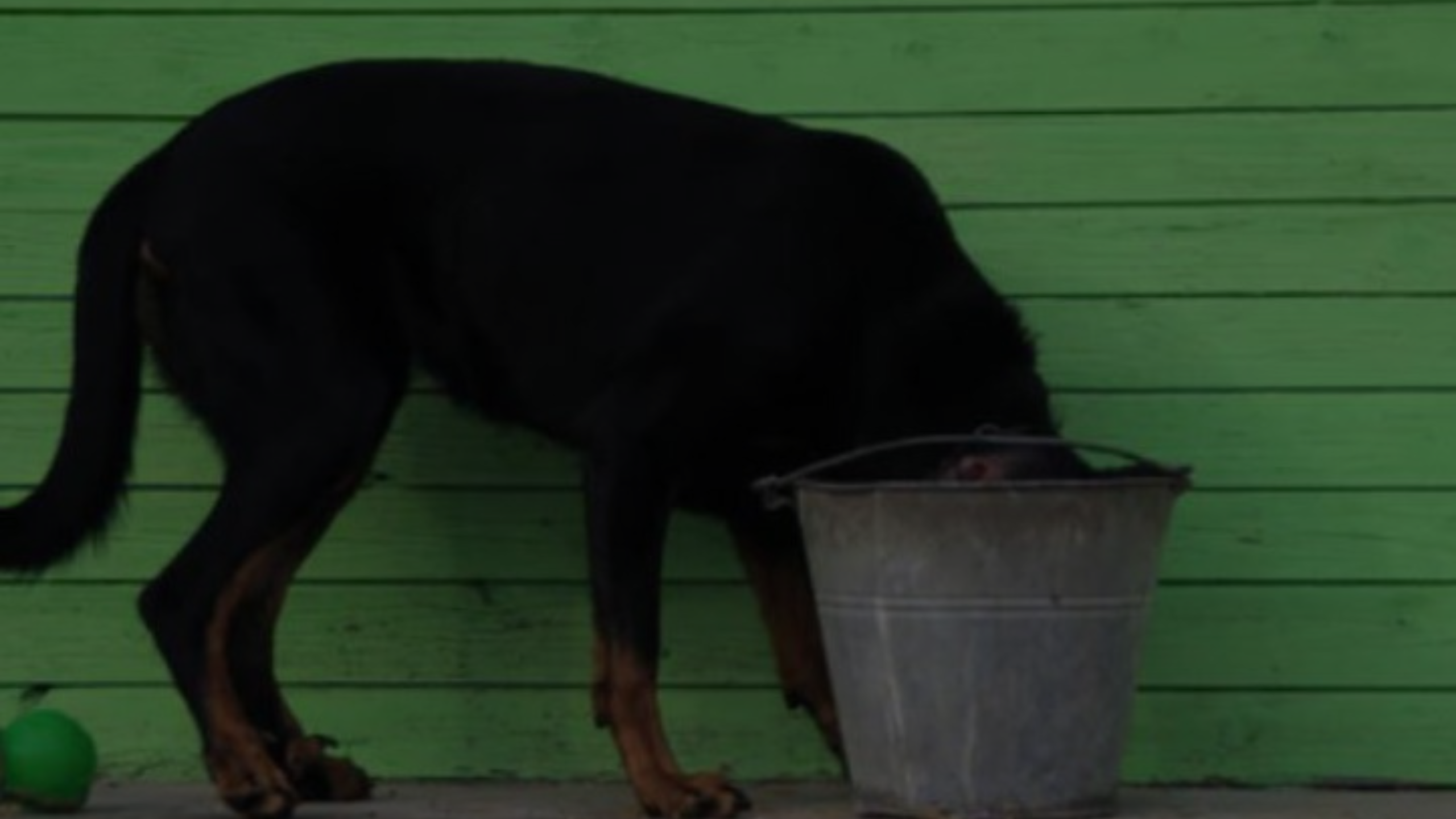 How to Keep Dog Water Bowl from Getting Slimy Featured Images