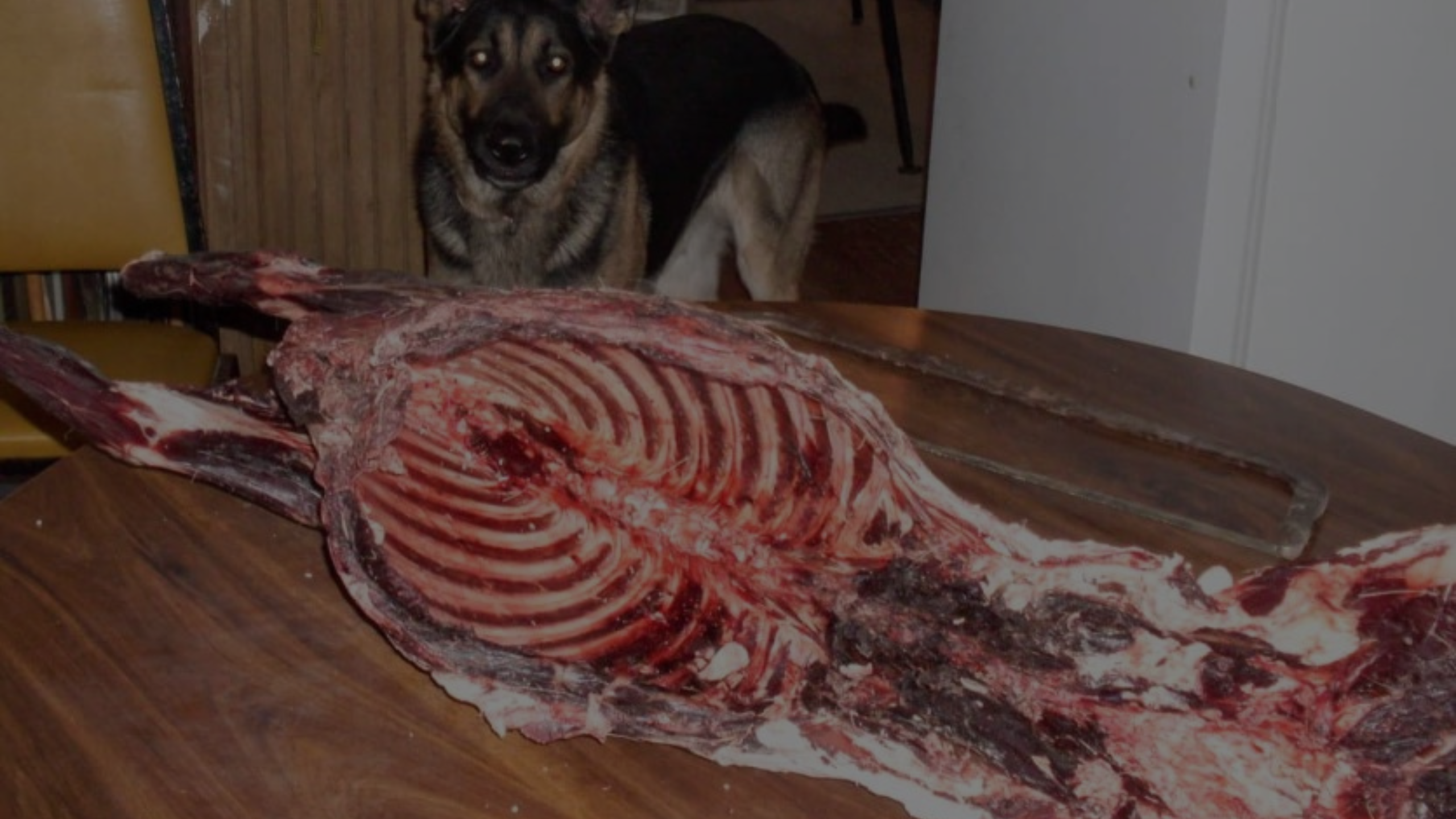 How to Prepare Deer Bone for Dog Featured Images