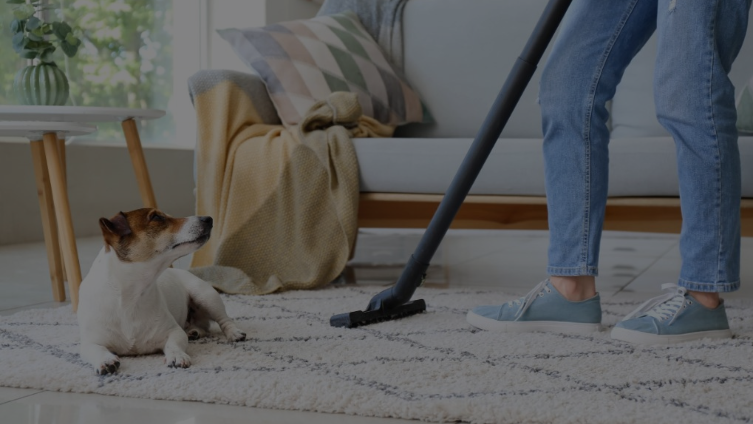 How to Remove Dog Hair from Carpet Without Vacuum Featured Images