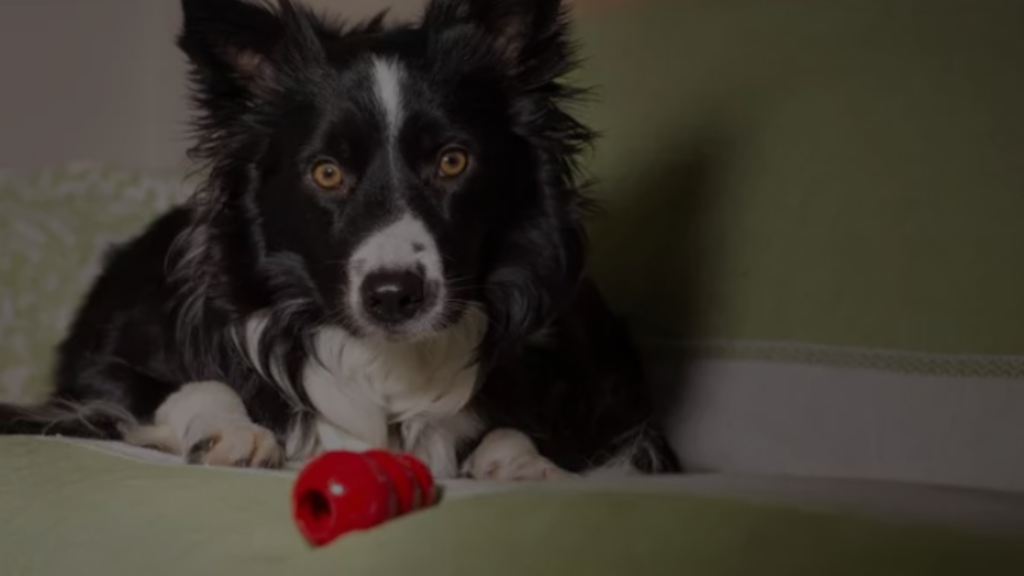 How to Wash Kong Dog Bed? A Comprehensive Guide