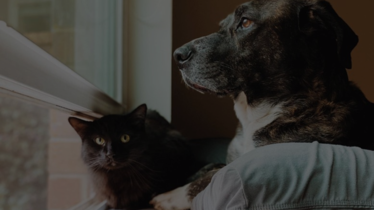 Is Cat Dewormer the Same as Dog Wormer?