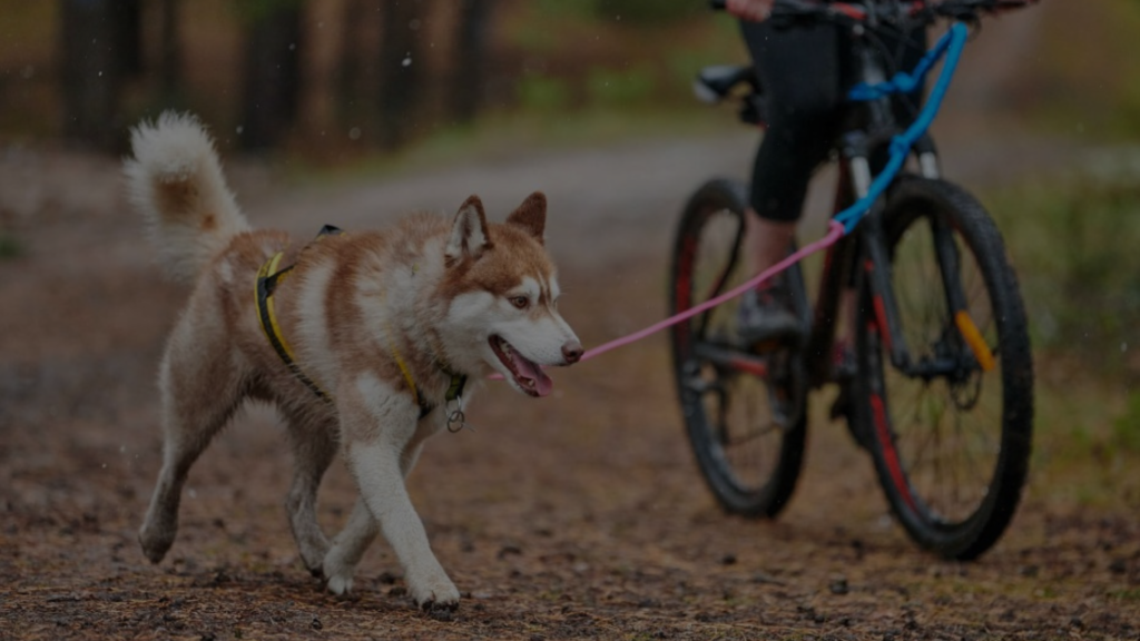 Is Cycling with a Dog Cruel? Expert Insights on Pet Safety