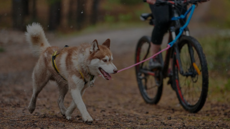 Is Cycling with a Dog Cruel?