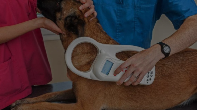 What Happens to Microchip When Dog Dies?