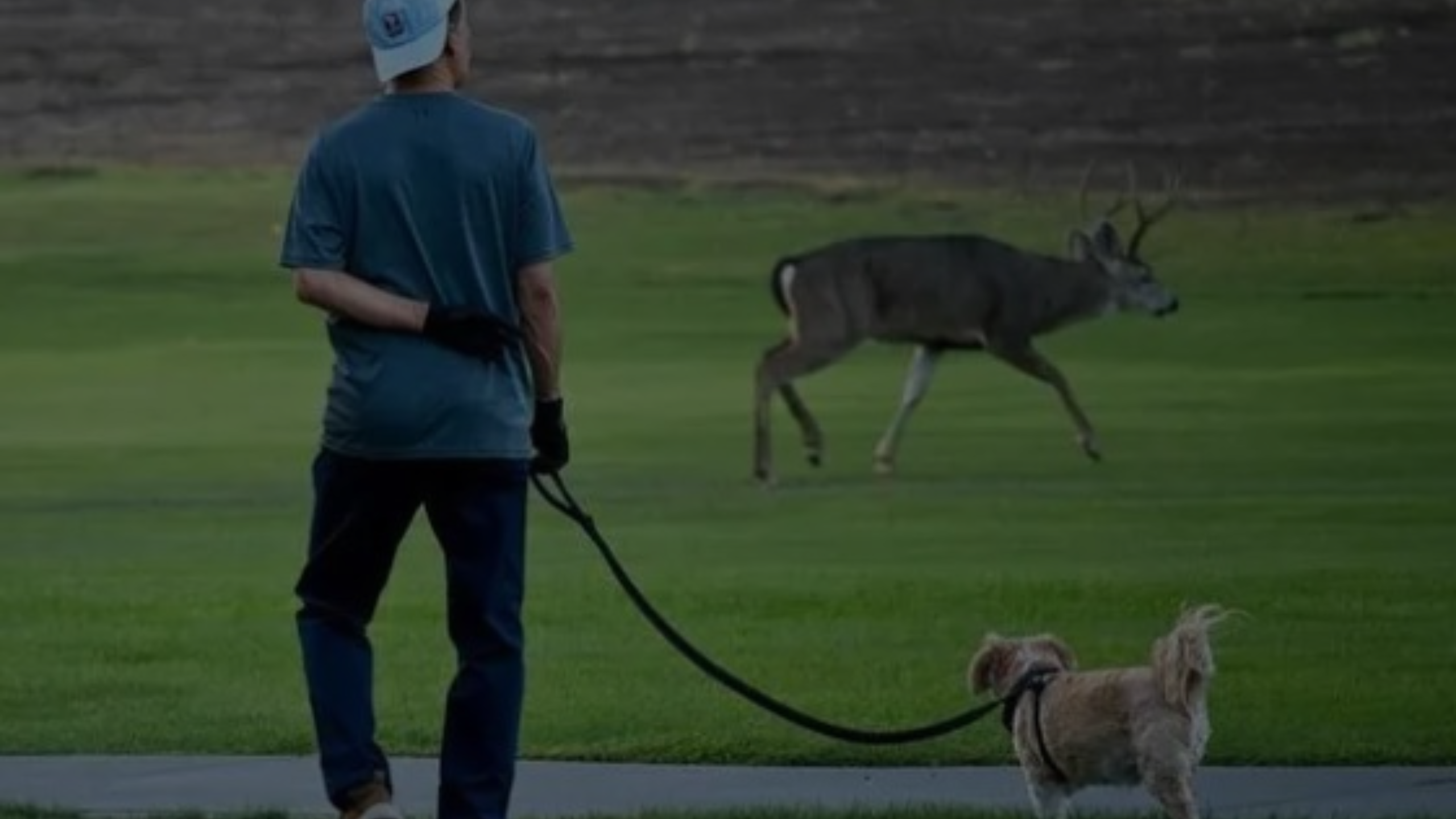 What to Do If a Deer Attacks Your Dog Featured Images