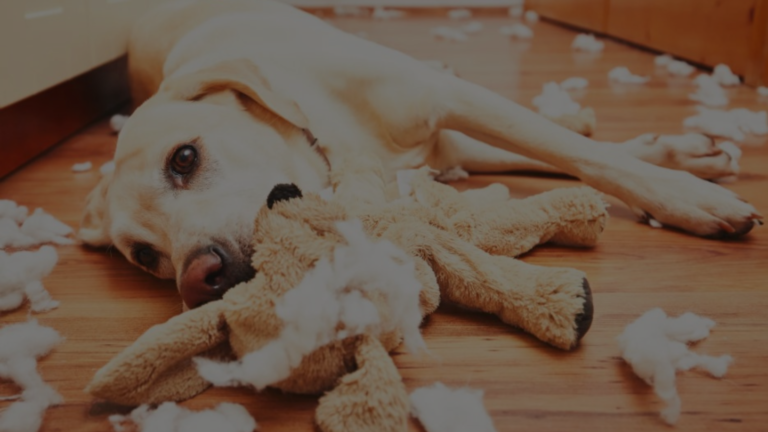 What to Do if Your Dog Eats Pillow Stuffing?