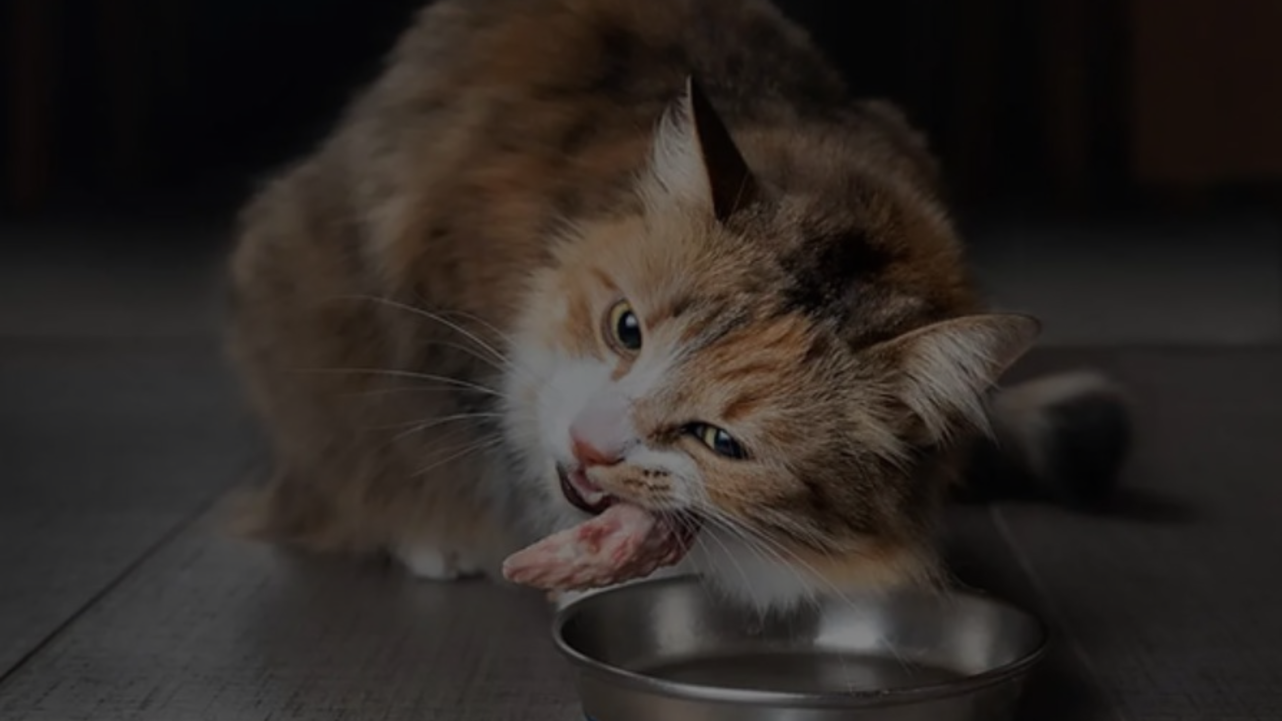 What to Feed a Cat with Pancreatitis Featured Images