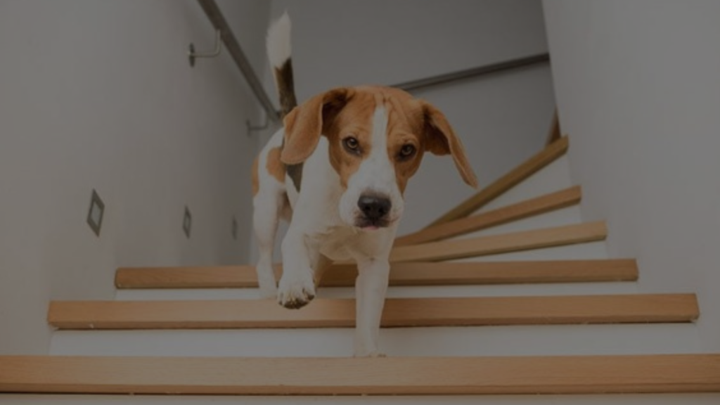 when-can-my-dog-climb-stairs-after-acl-surgery-a-guide