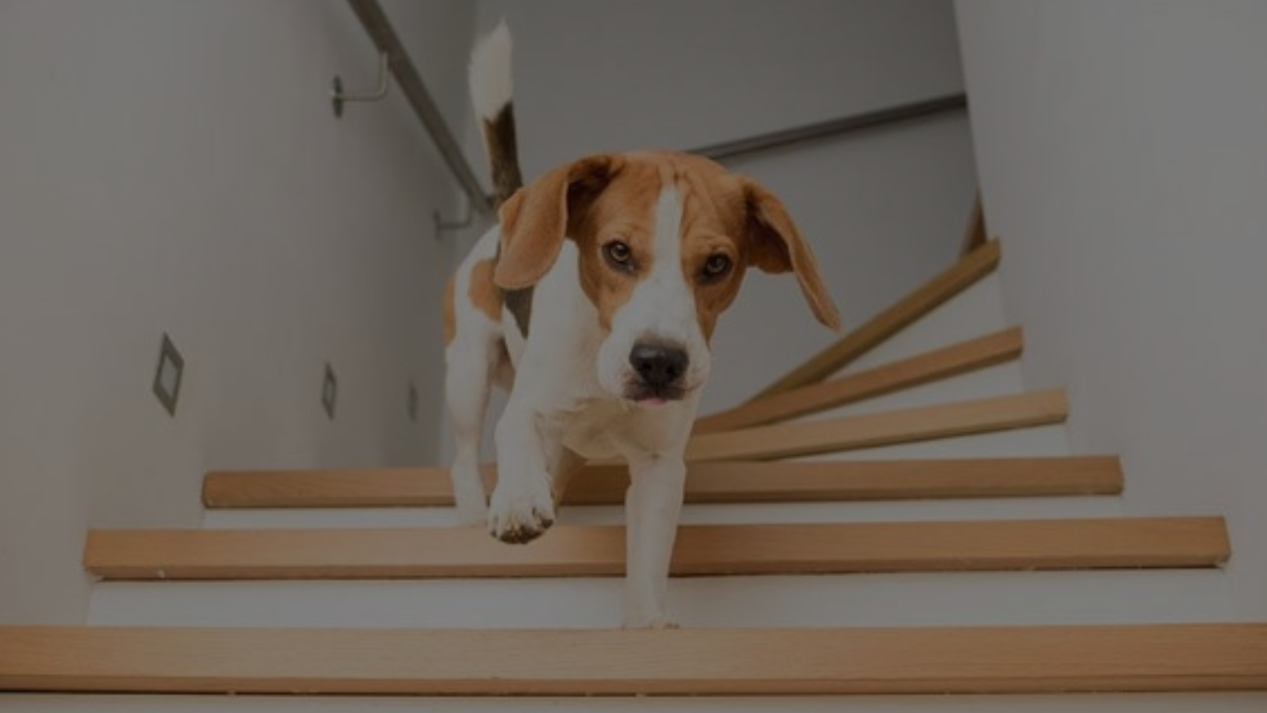 When Can My Dog Climb Stairs After ACL Surgery Featured Images