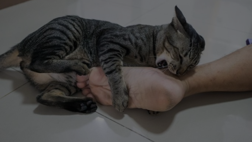 Why Does My Cat Attack My Feet Decoding Feline Behavior
