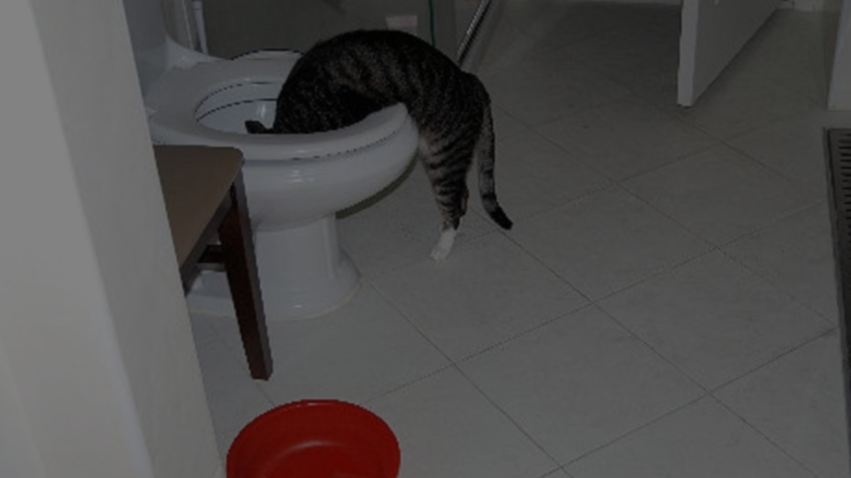 Why Does My Cat Drink Out of the Toilet?