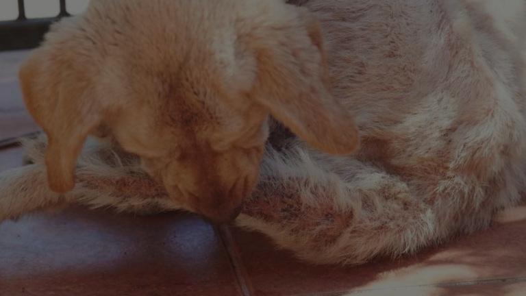 Why Does My Dog Bite His Tail Until It Bleeds?