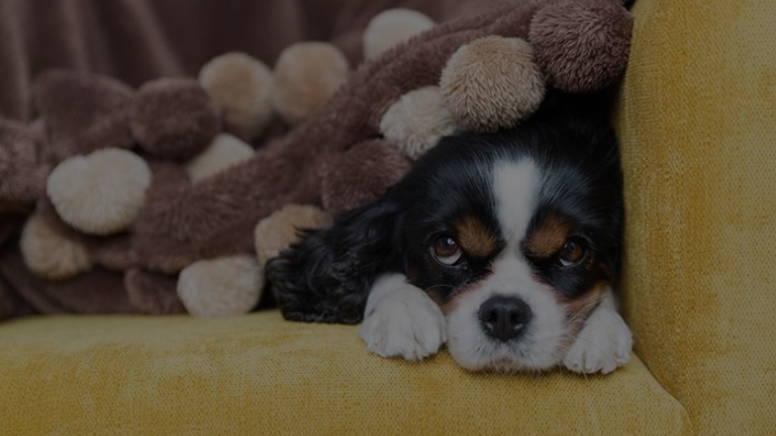 Why Does My Dog Hide Under the CouchFeatured Images