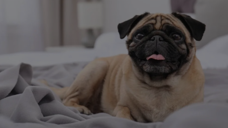 Why Does My Dog Lick My Sheets?