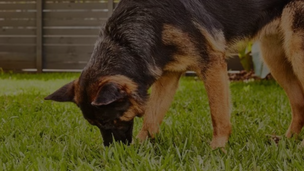 Canine Wild Grass Consumption Risks Symptoms photo