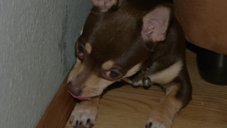 Why Does My Dog Lick the Wall?