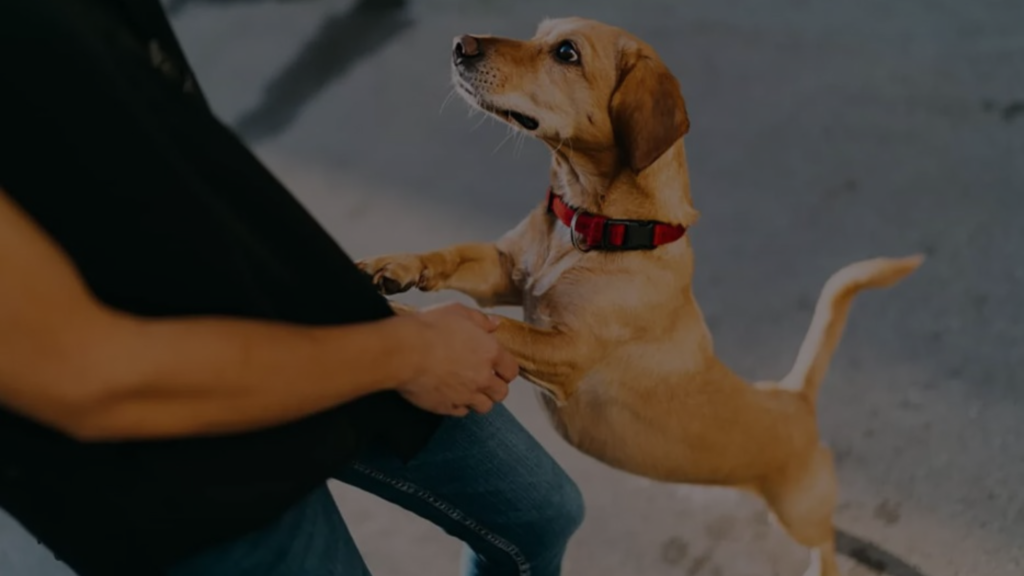 Why Does My Dog Stand Over My Feet Canine Behavior