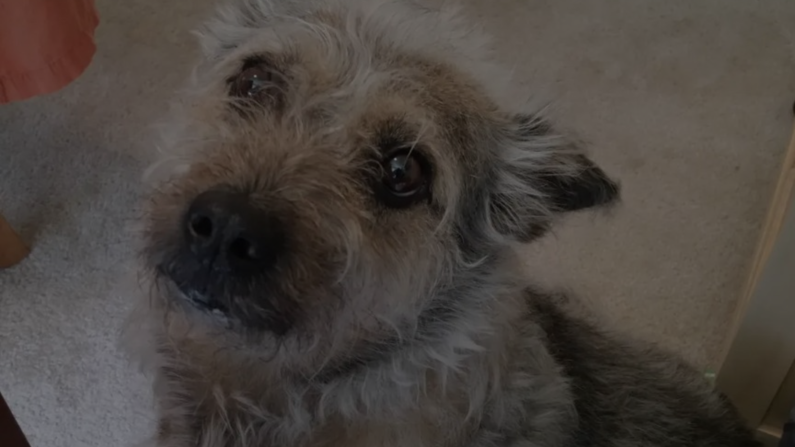 Why Does My Dog Stare at Me Without Blinking Featured Images