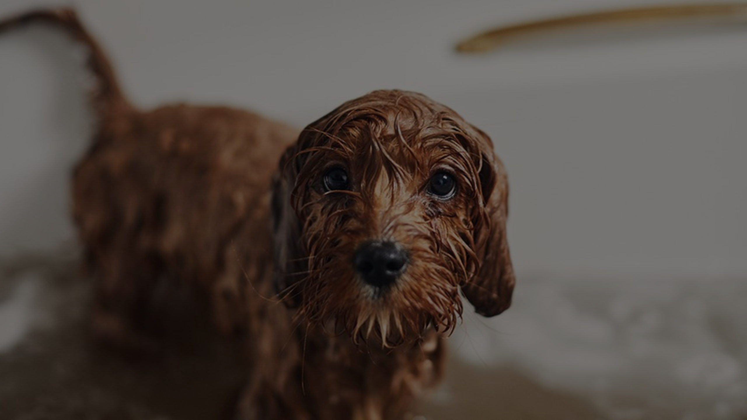 Why Does My Water Smell Like Wet Dog Featured Images