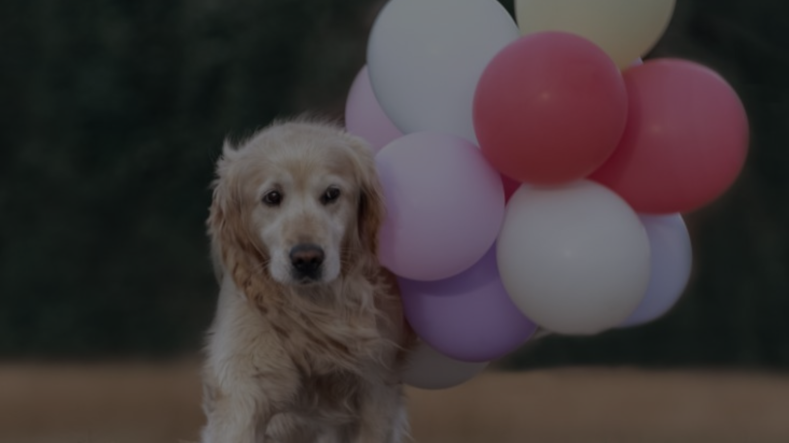 Why is My Dog Scared of Balloons Featured Images