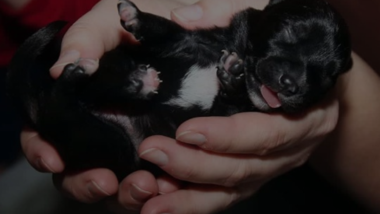Will My Dog Reject Her Puppies if I Touch Them?